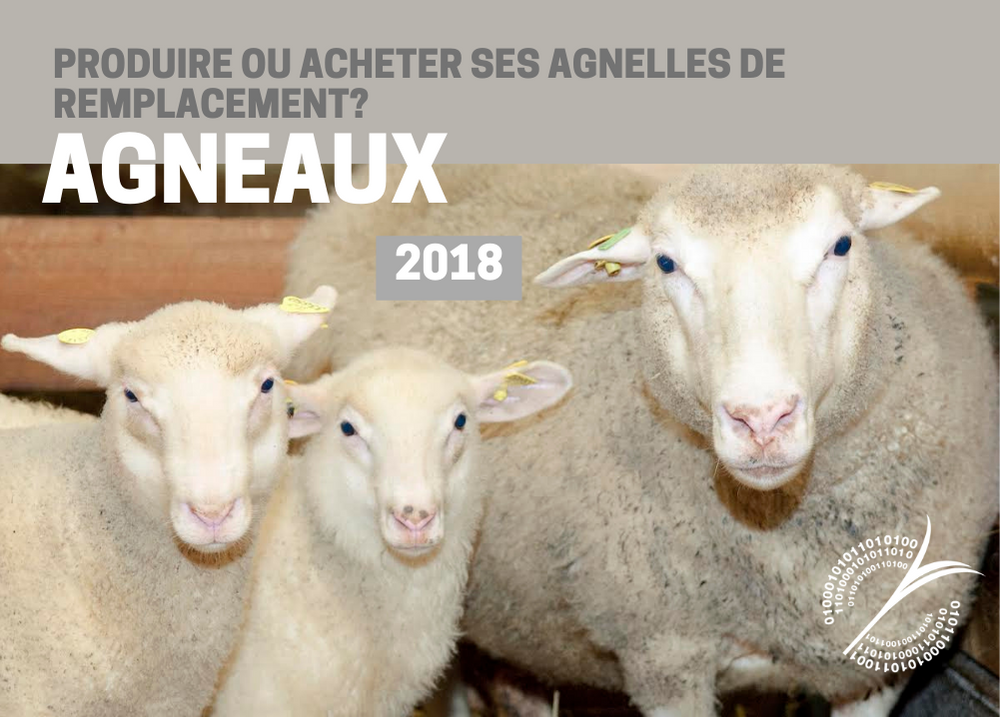 Articles : PRODUIRE OU ACHETER SES AGNELLES DE REMPLACEMENT - AGNEAUX 2018